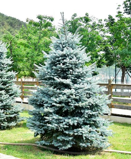 最有前景的5大苗木,彩色苗木有哪些品种