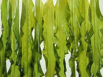 海带的中药名是昆布,昆布和海带的功效作用