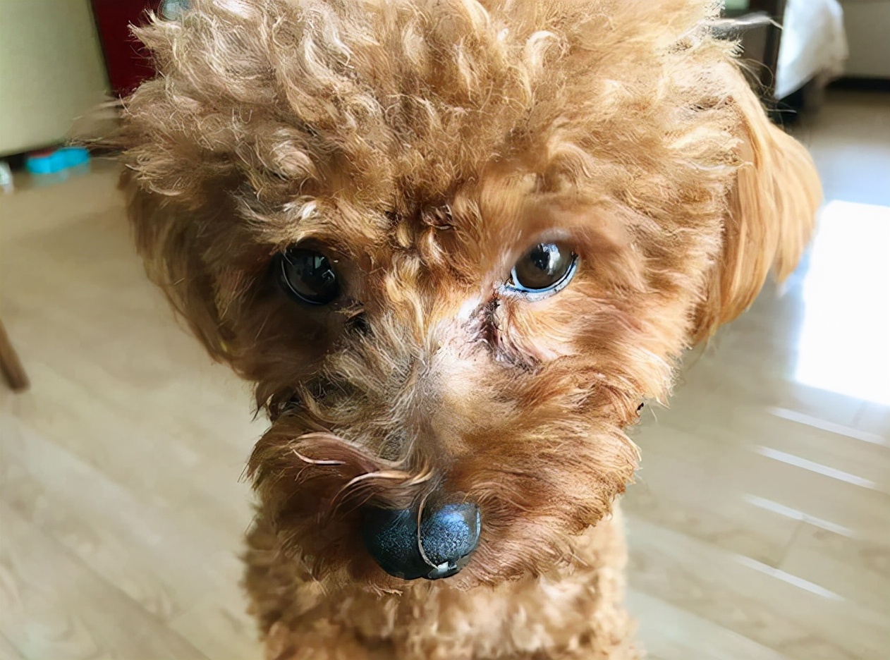 新手养狗选什么狗又便宜,养狗新手推荐什么狗省钱的