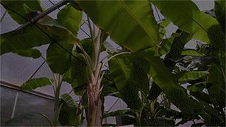 TSA这次聊的龟，连维基百科都没有完整介绍——苏拉威西白头龟