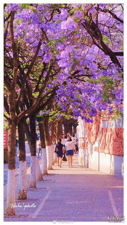 被大理丽江掩盖风头又怎样？它才是云南No.1！5月它太美了