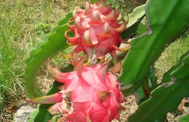 火龙果无公害高产栽培技术,火龙果怎么样发酵才能高产