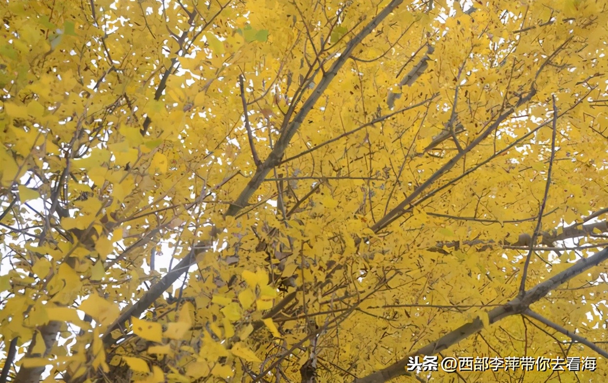 李萍文字:与Mandy姐与SPB与澳门的点点滴滴