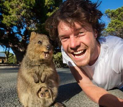 蜡笔小新中的阿呆短尾矮袋鼠,被誉为世界最开心动物短尾矮袋鼠