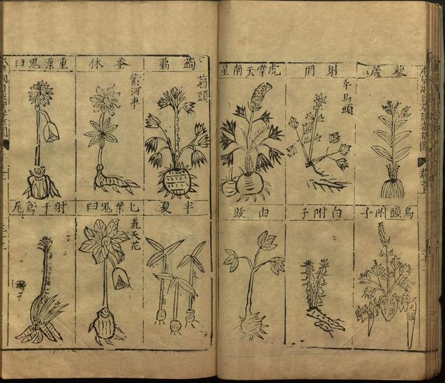 本草纲目中插图是李时珍画的吗,本草纲目李时珍插图