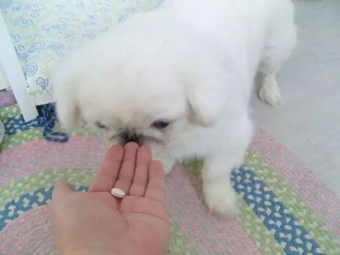 幼犬驱虫药过量会自愈吗,狗狗驱虫后的不良反应怎么处理