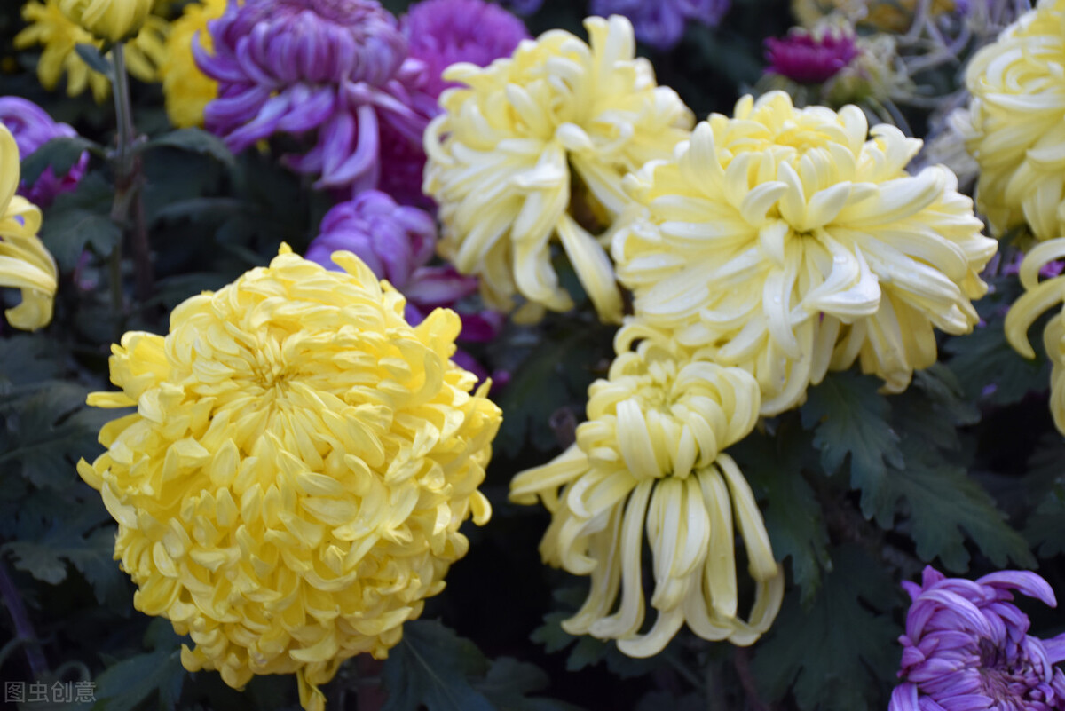 重阳节赏菊正当时，推荐国内这9个地方的赏菊好去处，沉浸式赏花