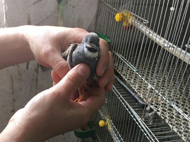 黑水虻自动化养殖全过程,黑水虻幼虫在水产养殖中的应用