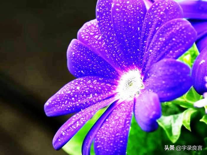 霸气的句子超拽潇洒不带脏字,抖音赞美点赞的霸气句子