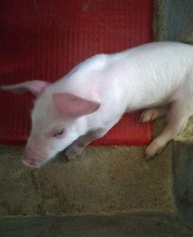 仔猪消瘦腹式呼吸是什么病怎么治,仔猪腹式呼吸一般用什么药