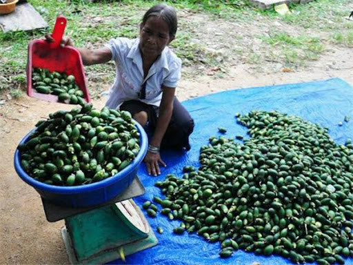 槟榔价格一路飙升原因,槟榔现在怎么价格降了那么多