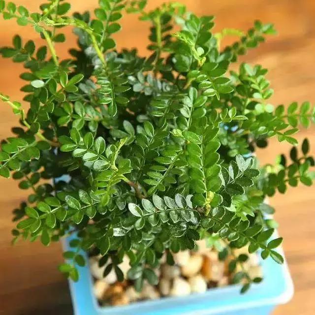 科普：清香木？胡椒木？如何区分大揭秘！十有八九你上当了