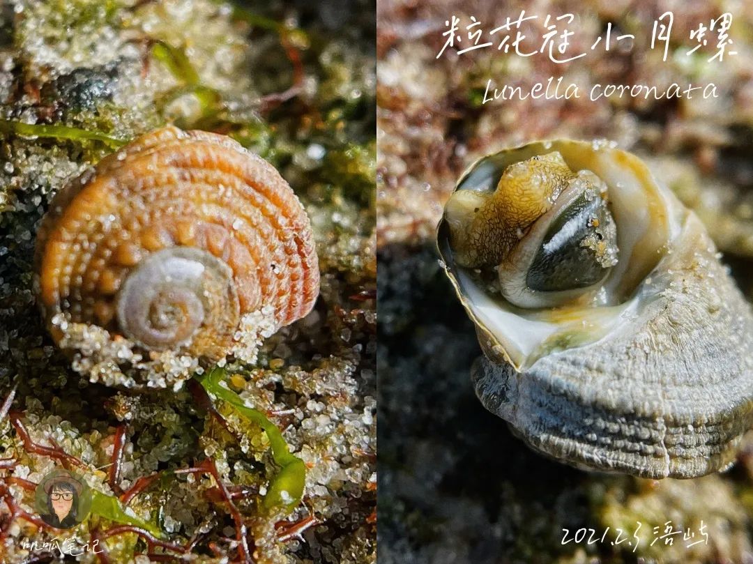 鼓浪屿赶海抓虫,鼓浪屿赶海佛手螺