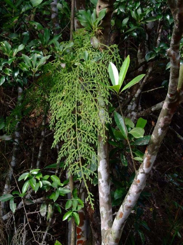 野生上树蜈蚣,山上种的白蜈蚣