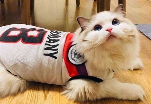 猫中的小仙女有哪些,猫中小仙女是什么