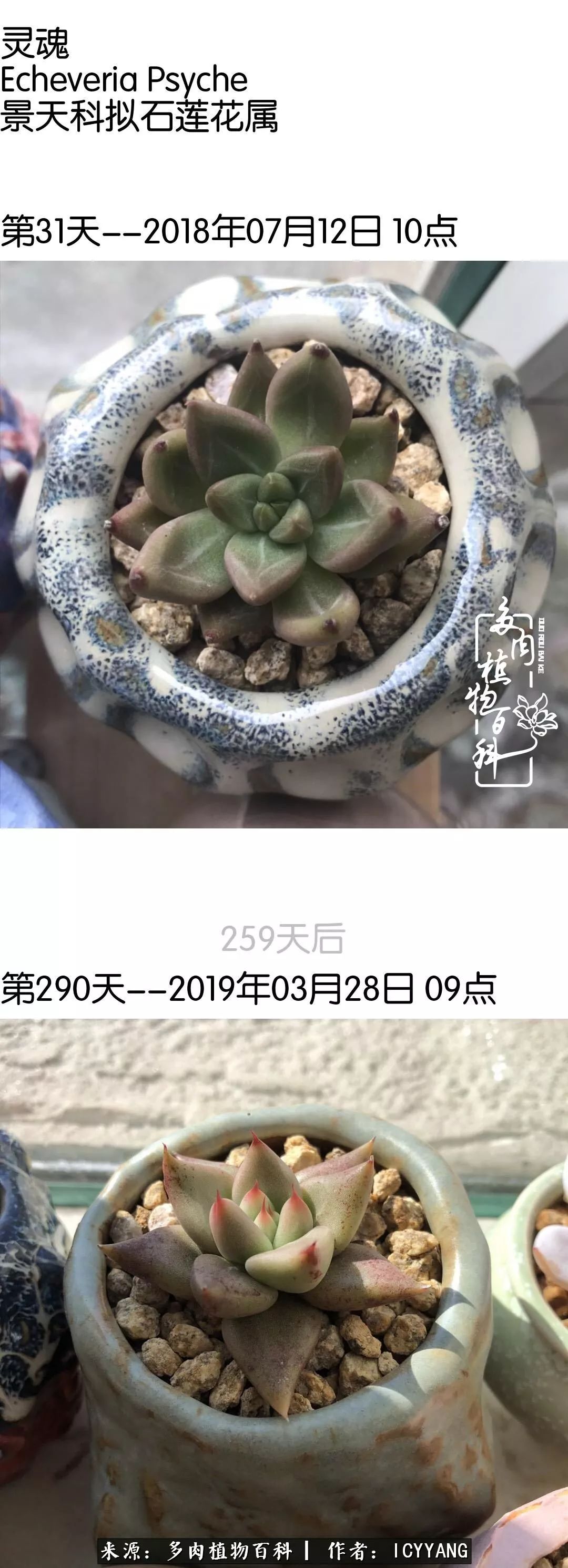 多肉隔着玻璃晒太阳效果好吗,隔着玻璃养的多肉照样长得好