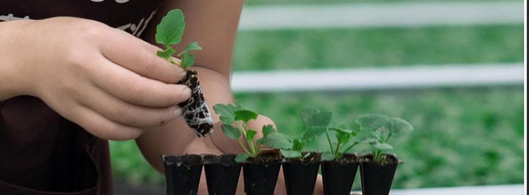 刚栽培的小苗怎样养护,小苗养护注意事项图解