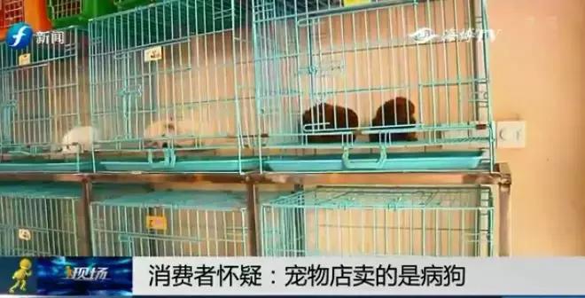 宠物狗买回来过几天病死怎么维权,厦门宠物店