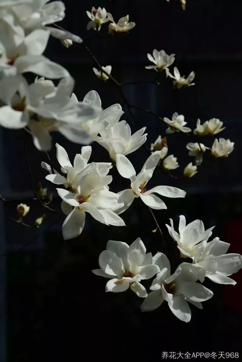 看到花的时候，不知是什么花？那就收下这份百花图谱