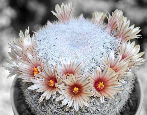 仙人掌开花有多美,仙人掌花开好娇艳