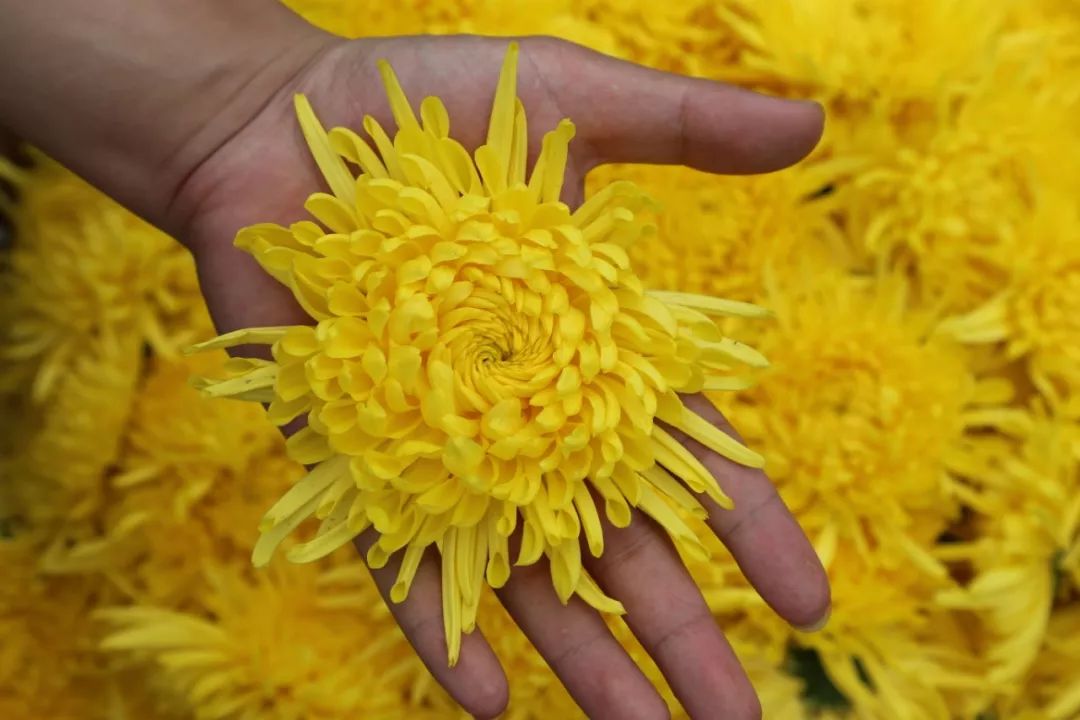 金丝菊茶的功效与作用降火吗,金丝皇菊配什么泡水喝去火又明目