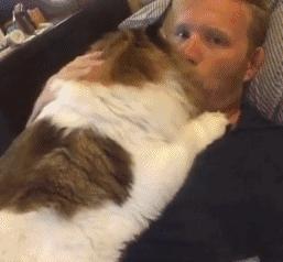 缅因猫看着很吓人但是很温柔,缅因猫真的有20万一只么