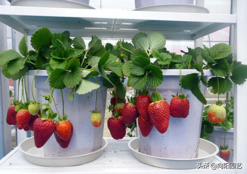 草莓还可以这么吃又学会了一招,草莓自己在家怎么种植