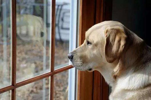 上班族怎么让狗狗晚上睡觉,狗狗上班族怎么安排