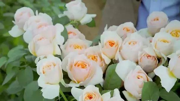 世界最大鲜花市场的销售全过程,全球最大的鲜花交易市场排名第一