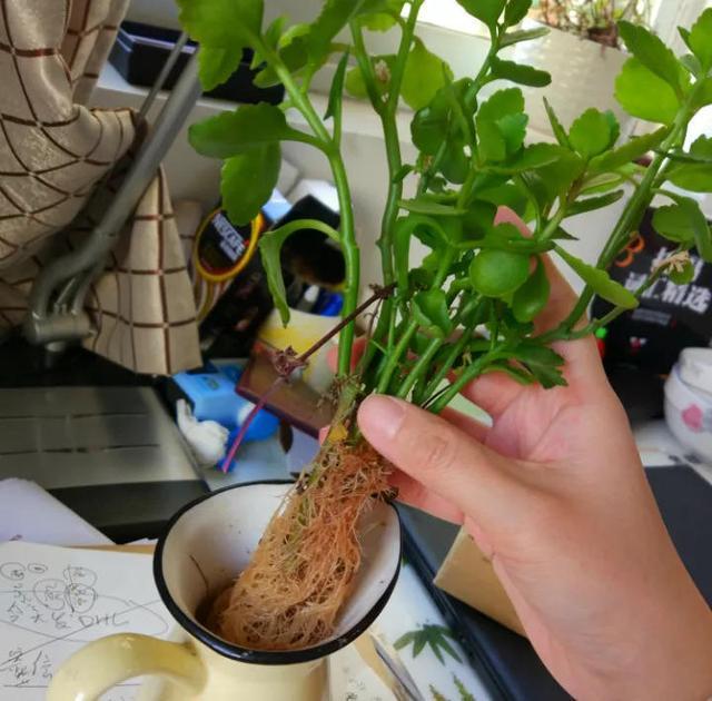 水培郁金香花期过后怎么处理叶子,4种花适合新手养漂亮好养