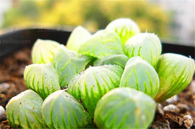 怎么让玉露保持湿润的状态,让玉露快速上色的办法