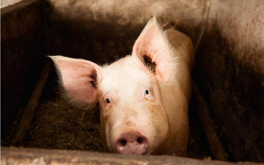 猪咳喘反复发烧是什么原因,猪咳喘的最佳治疗方法