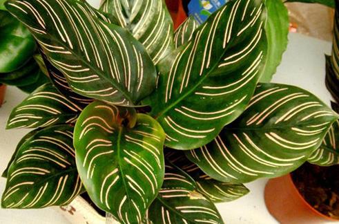 寒潮冻害怎么挽救,竹芋温度低会怎么样