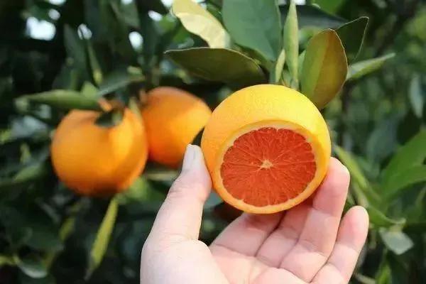 你了解东莞吗,廉江有什么