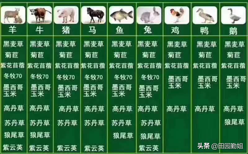 兔子养殖技巧及兔子粪便处理,兔子堇的养殖方法和注意事项