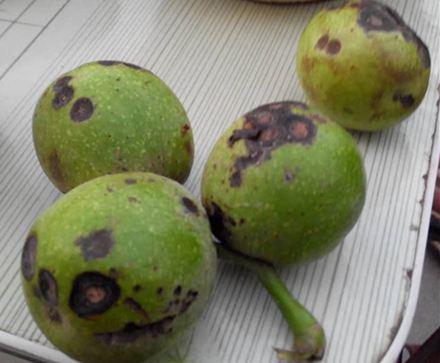 核桃常见病虫害与防治论文,什么病虫害导致核桃黑皮