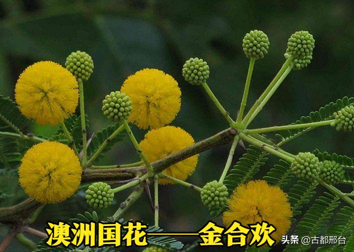 澳大利亚地图为什么没有全面展示,世界版图澳大利亚