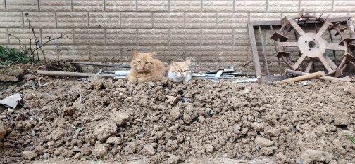 家猫为什么会带流浪猫来家里,家猫带几只流浪猫回家