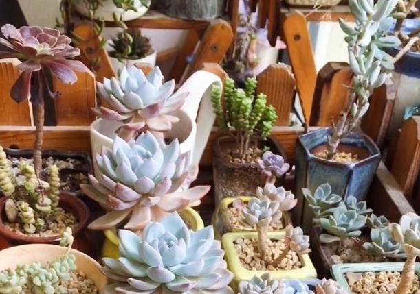 夏天温度高多肉怎么办,高温天气多肉处理方法视频