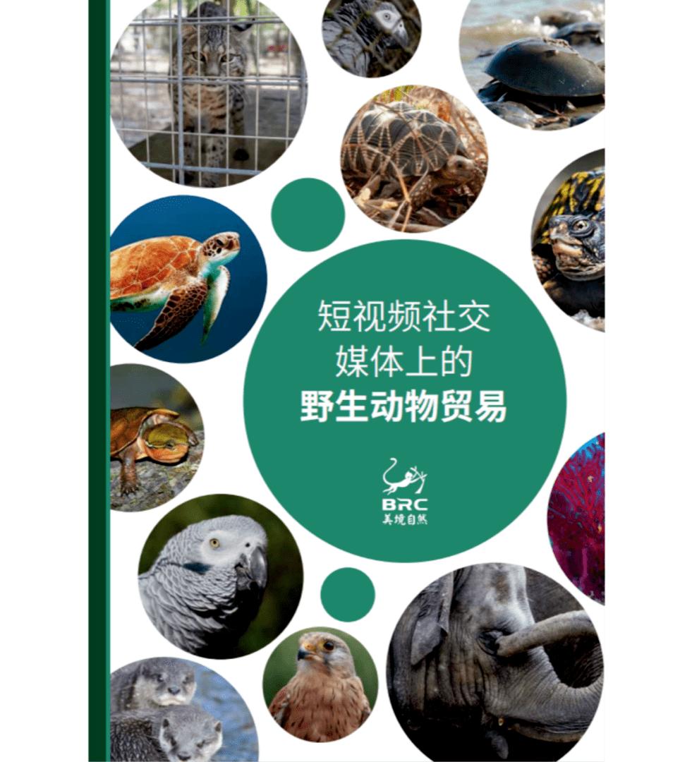 短视频以及电商生态研究报告,短视频与直播电商行业调研报告