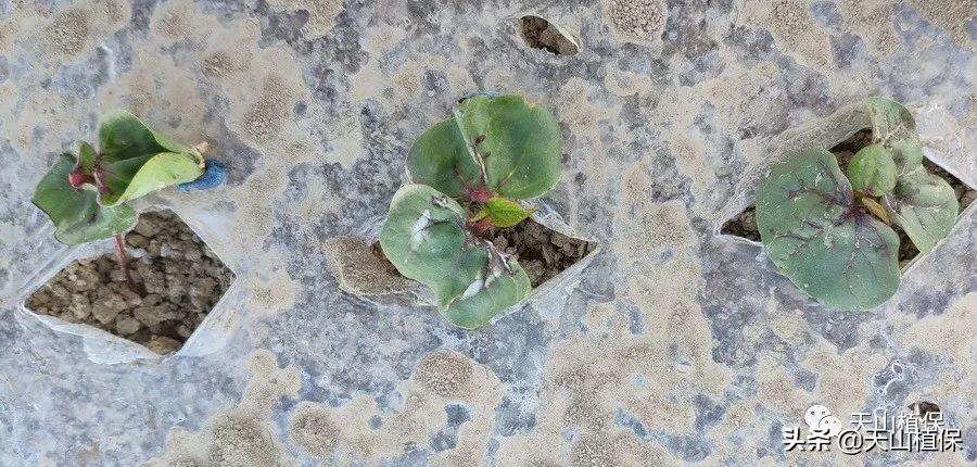 再谈小麦病虫害防活,再谈麦田除草