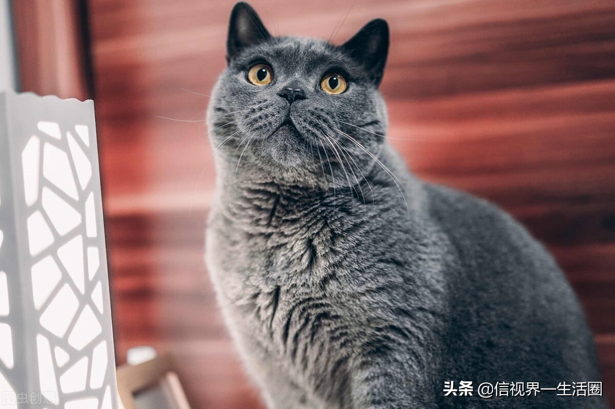 女生养的四种萌宠,最适合女生养的小型萌宠