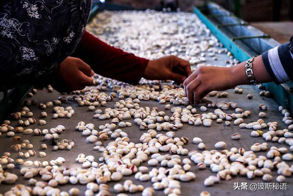 伊朗开心果质量怎么样,伊朗开心果