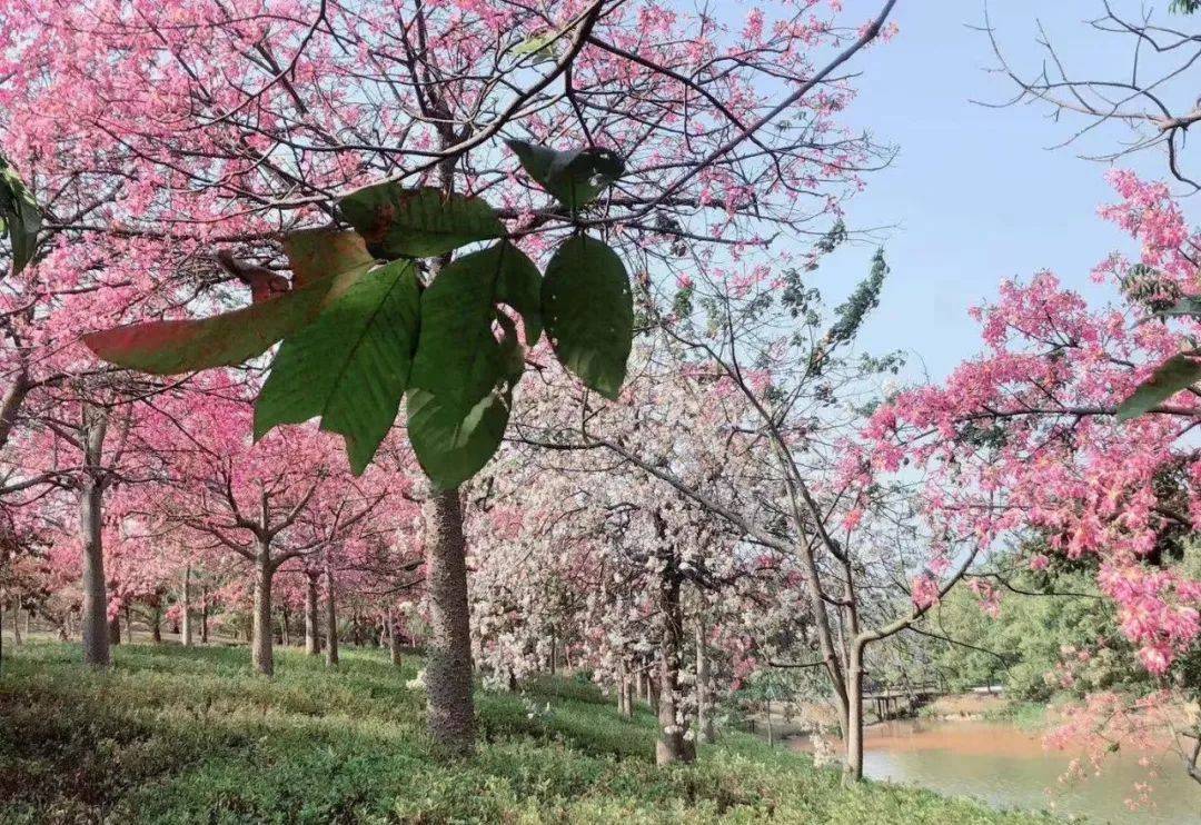 倒数狂欢夜,清远森波拉奇妙世界主题乐园住宿