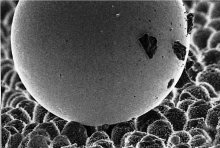 荷叶为什么出淤泥而不染读后感,荷叶出淤泥而不染濯清涟而不妖