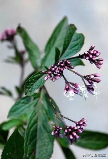 天人感应属于什么哲学思想,天人感应是怎么形成的