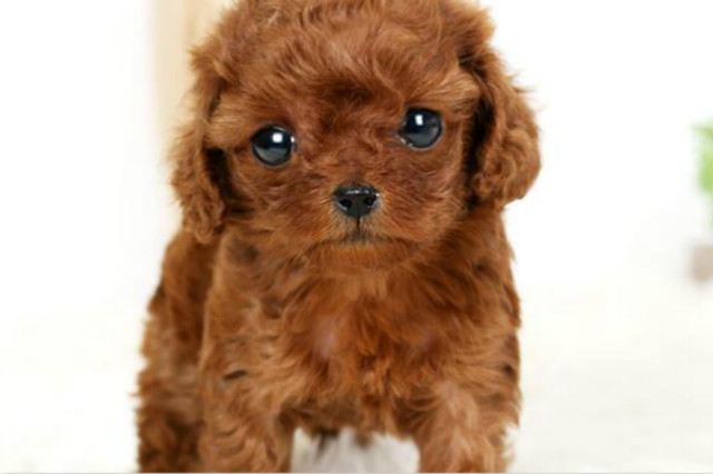 狗狗吐鲜血能活多久,狗狗吐鲜血什么原因