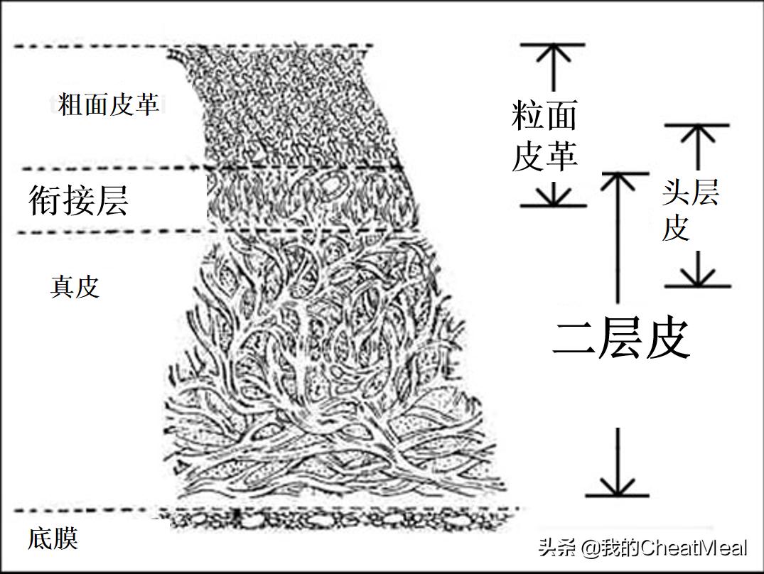 力量举腰带软款和硬款,腰围90适合买多少的力量举腰带