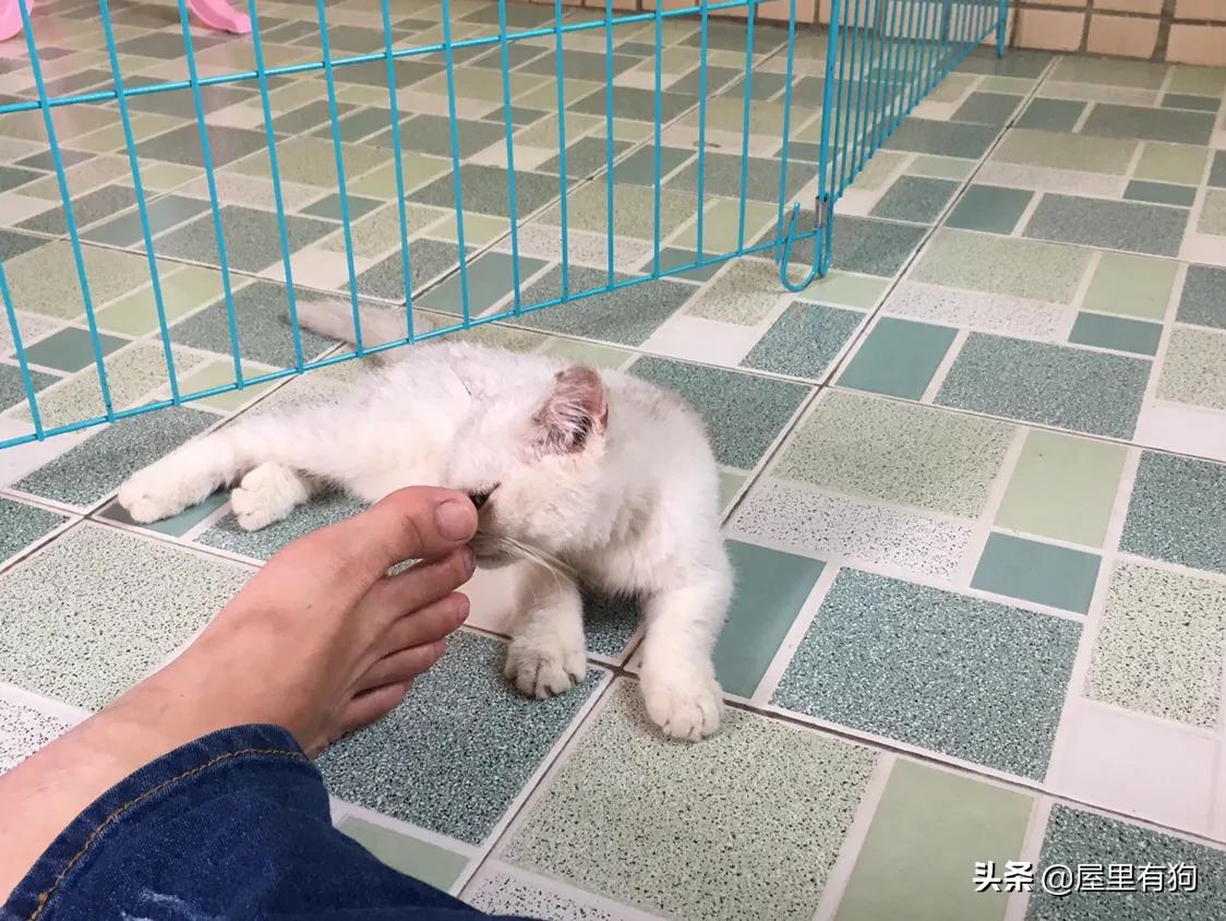 上班族如何给猫咪定时喂食,上班族怎么给猫咪过冬