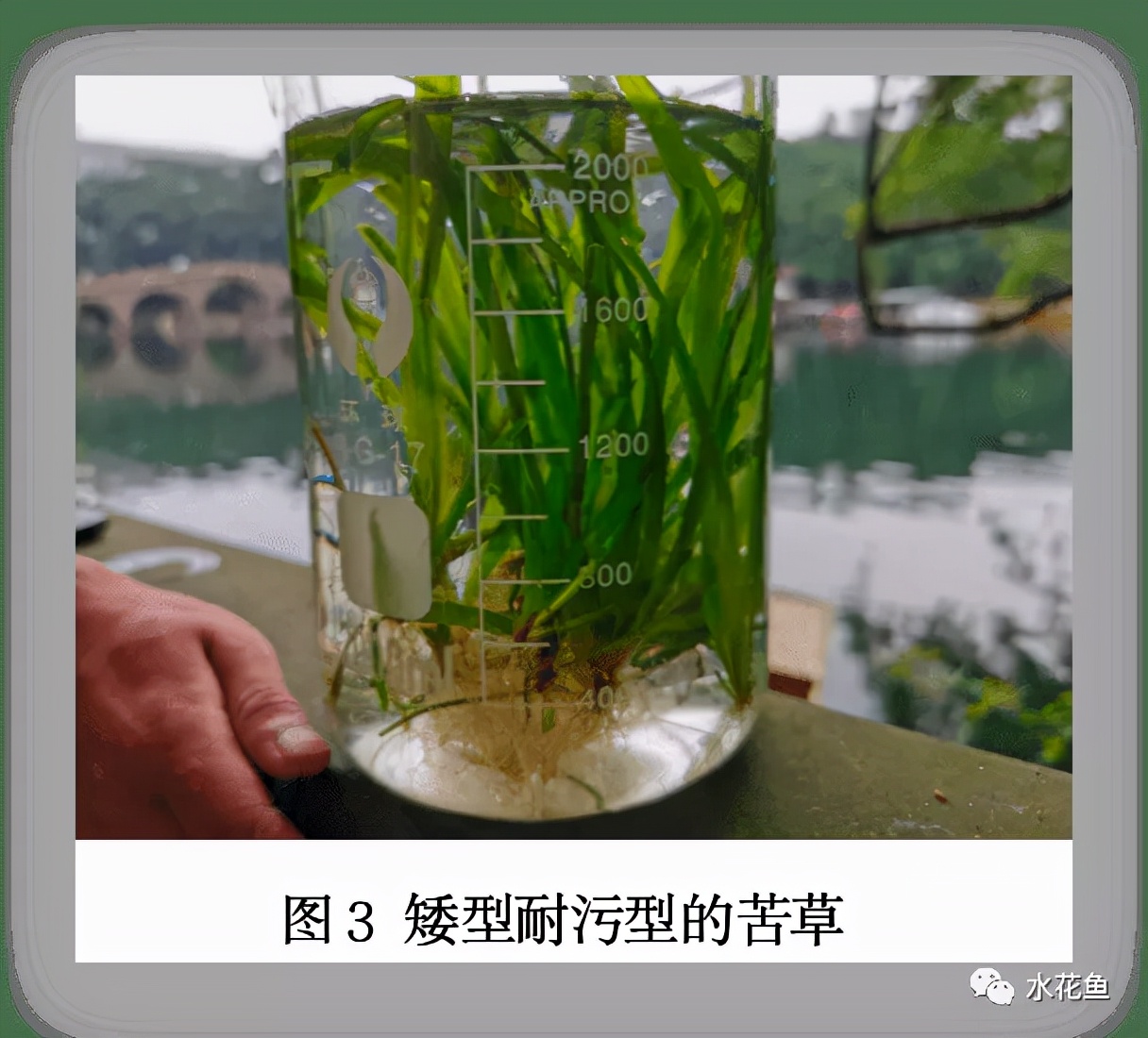 食藻虫怎么消灭,怎么培育食藻虫